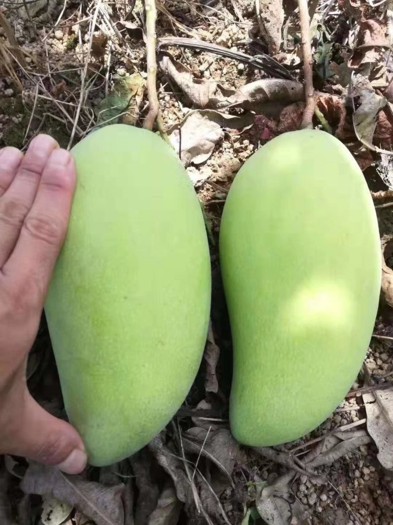 金煌芒果苗，四季芒果苗，品种质量保证，成活高