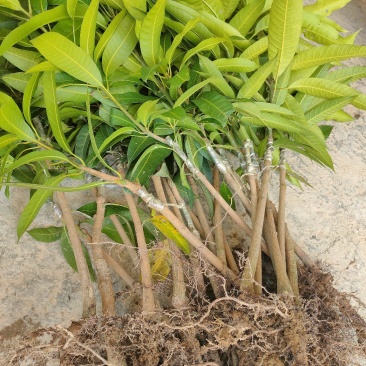 金煌芒果苗,四季芒果苗,品种质量保证,成活高