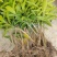 金煌芒果苗,四季芒果苗,品种质量保证,成活高