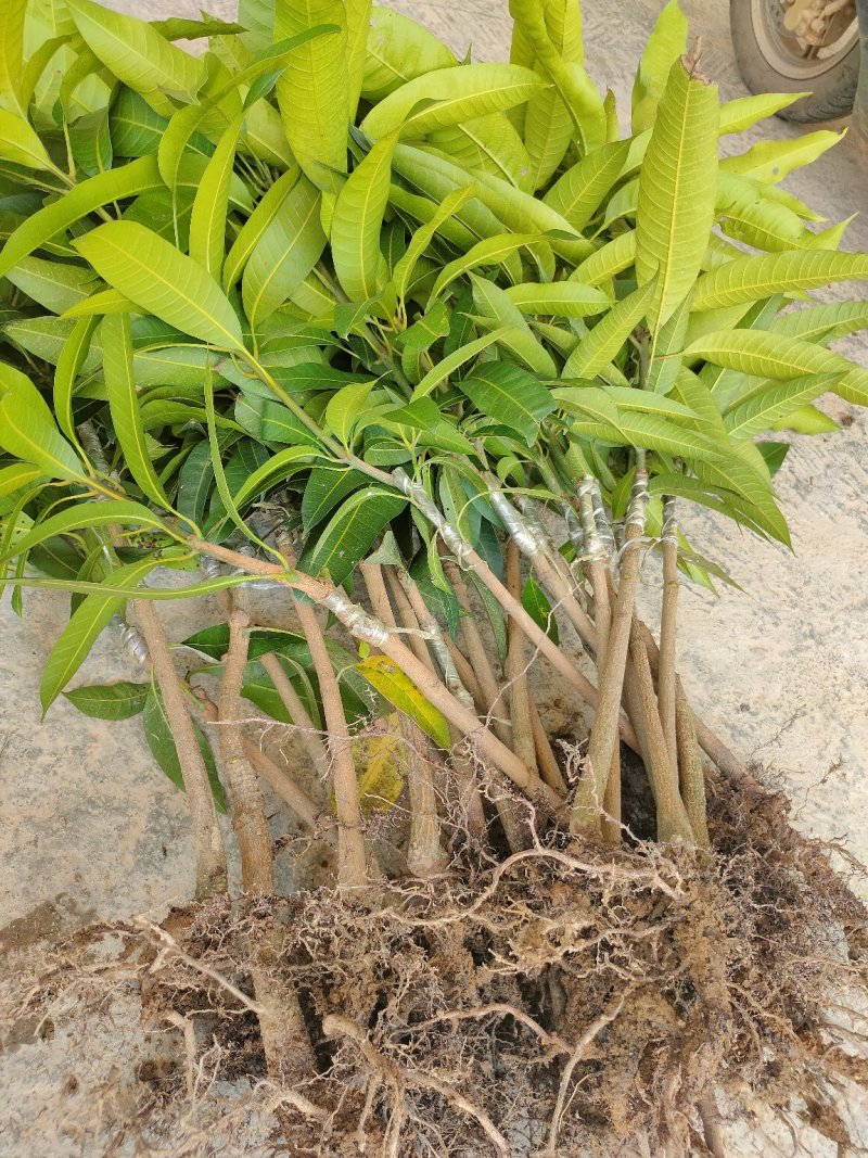 金煌芒果苗，四季芒果苗，品种质量保证，成活高