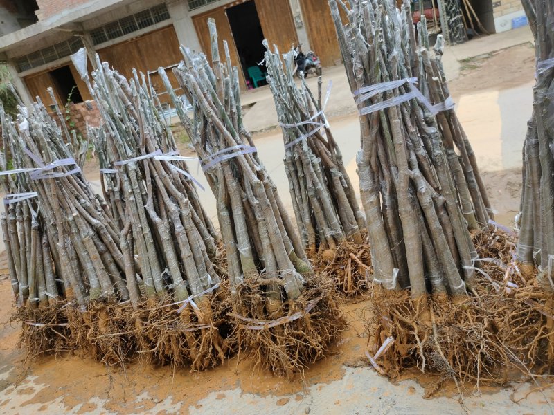 金煌芒果苗，四季芒果苗，品种质量保证，成活高