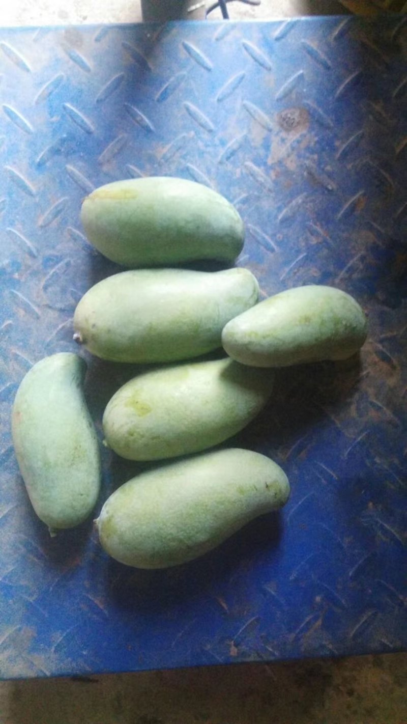 金煌芒果苗，四季芒果苗，品种质量保证，成活高
