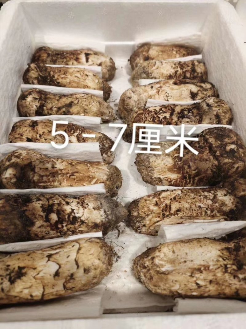 云南香格里拉野生松茸