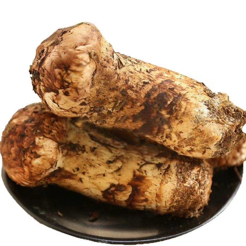 云南香格里拉野生松茸