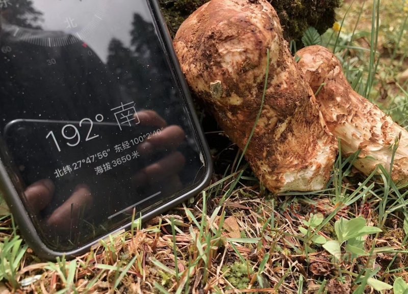 云南香格里拉野生松茸