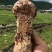 云南香格里拉野生松茸
