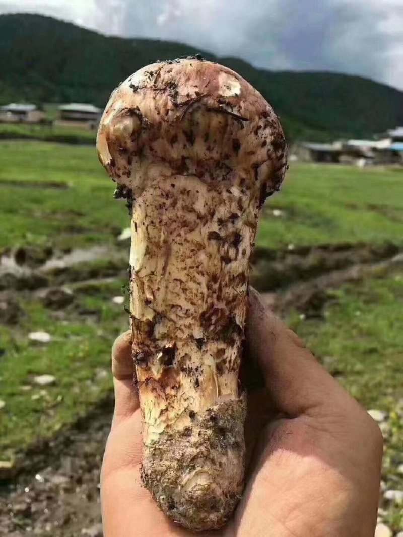 云南香格里拉野生松茸