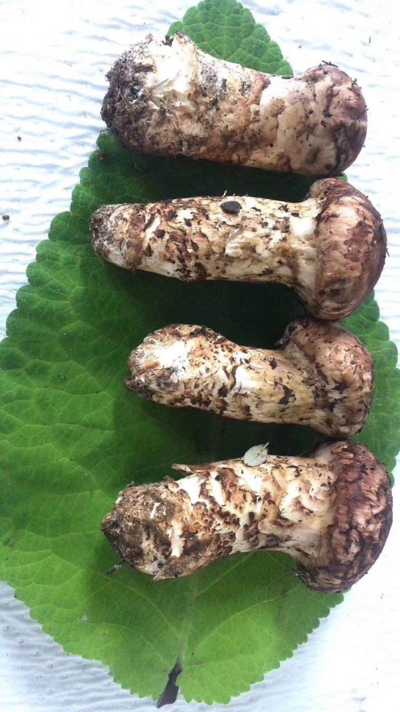 云南香格里拉野生松茸