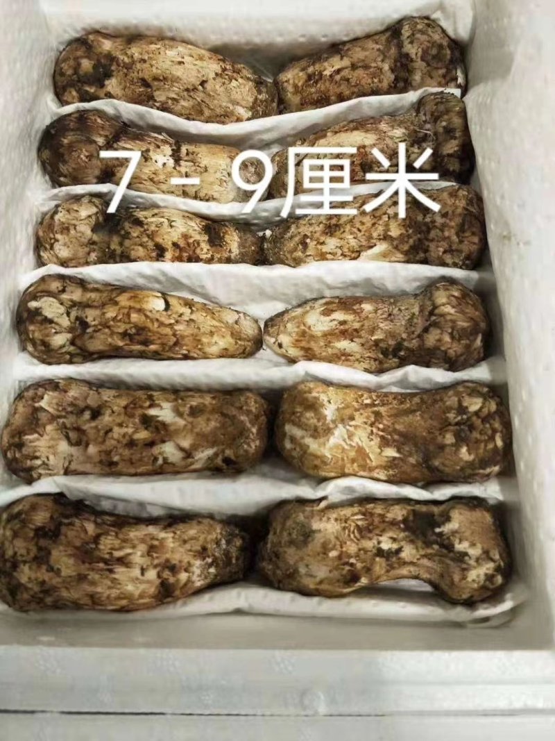 云南香格里拉野生松茸