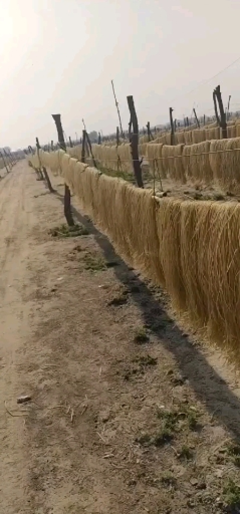 粉条