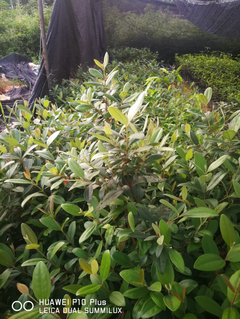 桃金娘金捻子苗野生种子基地址发提供技术指导带土保湿发货成活高