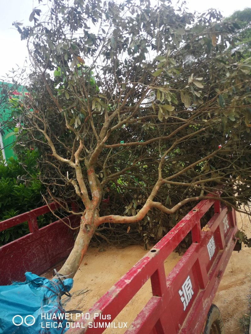 桃金娘金捻子苗野生种子基地址发提供技术指导带土保湿发货成活高