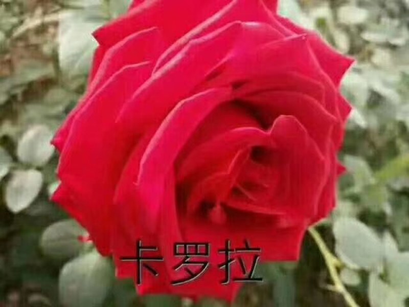 大量批发玫瑰种苗(欢迎基地考察)，一年四季开花，抗寒耐旱