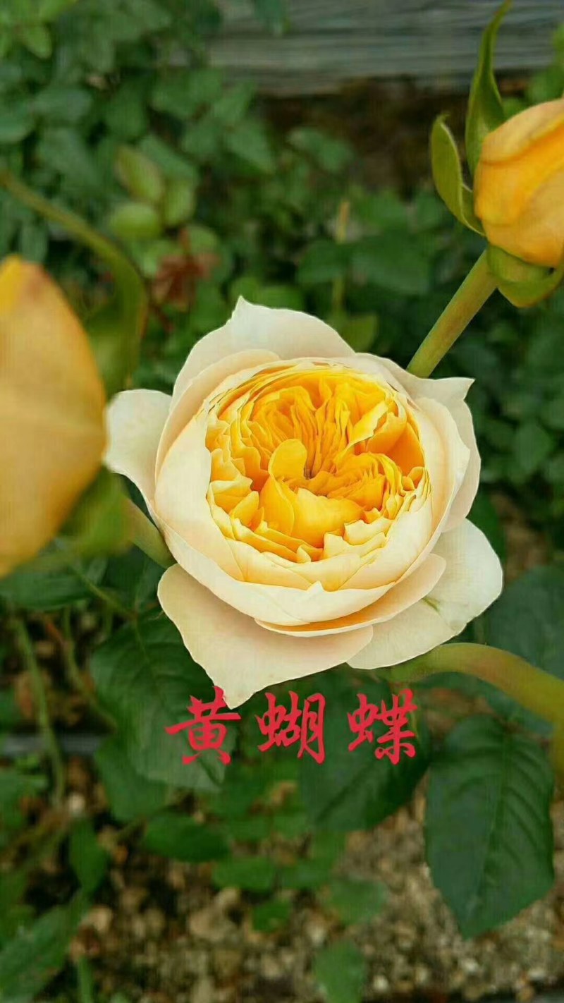 大量批发玫瑰种苗(欢迎基地考察)，一年四季开花，抗寒耐旱