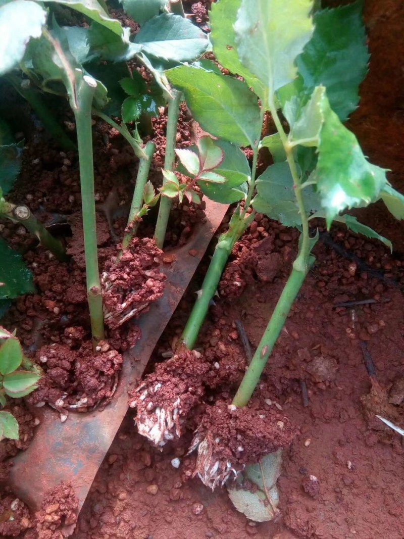 大量批发玫瑰种苗(欢迎基地考察)，一年四季开花，抗寒耐旱