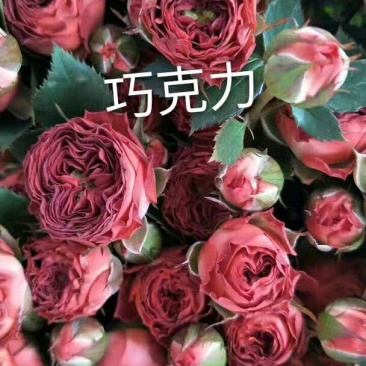 大量批发玫瑰种苗(欢迎基地考察)，一年四季开花，抗寒耐旱
