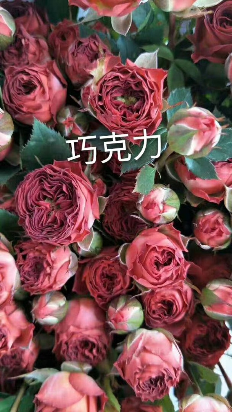 大量批发玫瑰种苗(欢迎基地考察)，一年四季开花，抗寒耐旱
