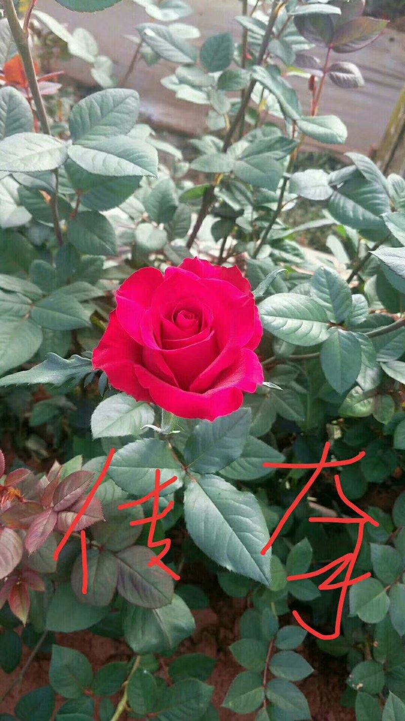 大量批发玫瑰种苗(欢迎基地考察)，一年四季开花，抗寒耐旱