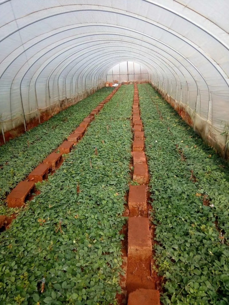 大量批发玫瑰种苗(欢迎基地考察)，一年四季开花，抗寒耐旱