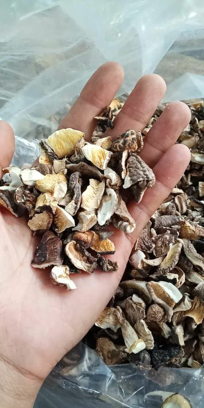原木香菇片，香菇碎，大量批发零售…………