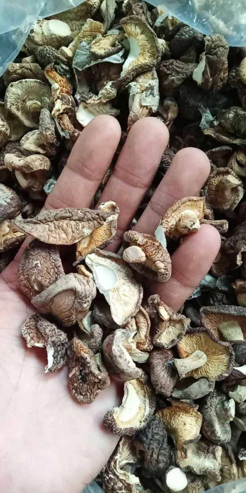 原木香菇片，香菇碎，大量批发零售…………