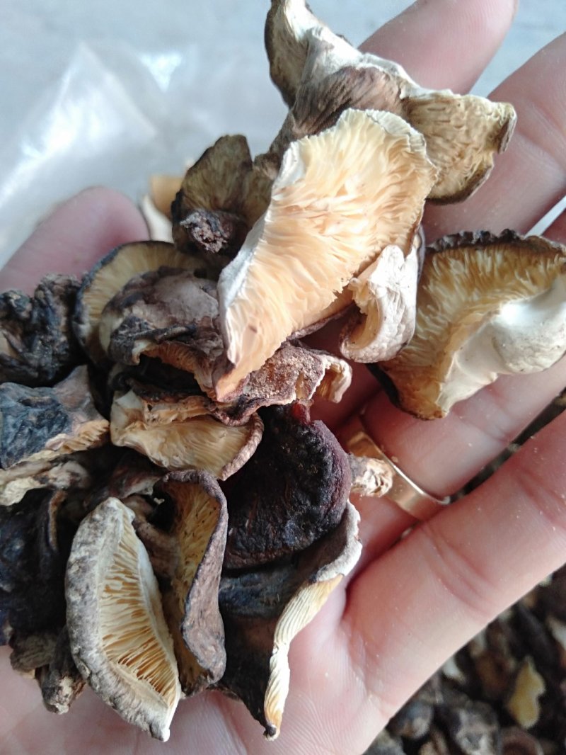 原木香菇片，香菇碎，大量批发零售…………