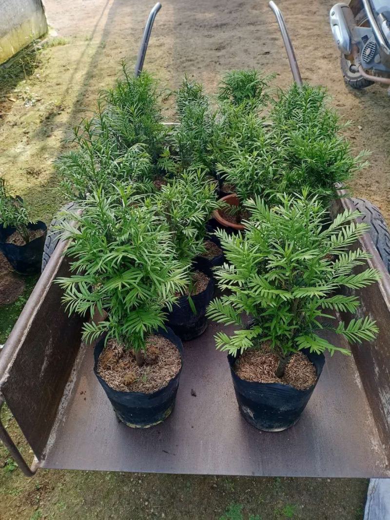 红豆杉，支持现场视屏看货，龙岩永福基地直销