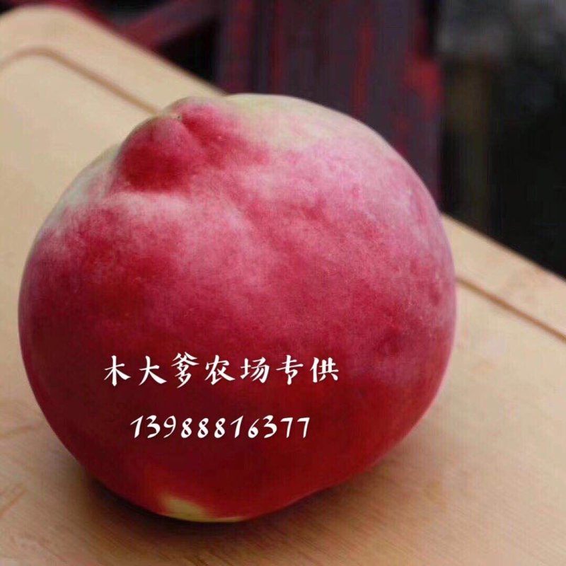 丽江雪桃—国宴用桃