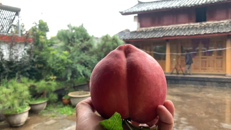 丽江雪桃—国宴用桃