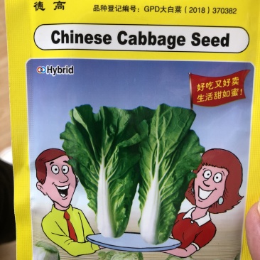 🔥德高早熟和谐5号快菜大白菜种子