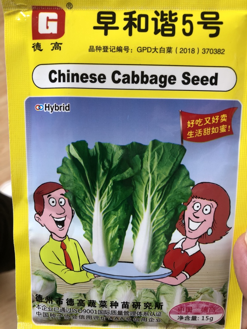 🔥德高早熟和谐5号快菜大白菜种子