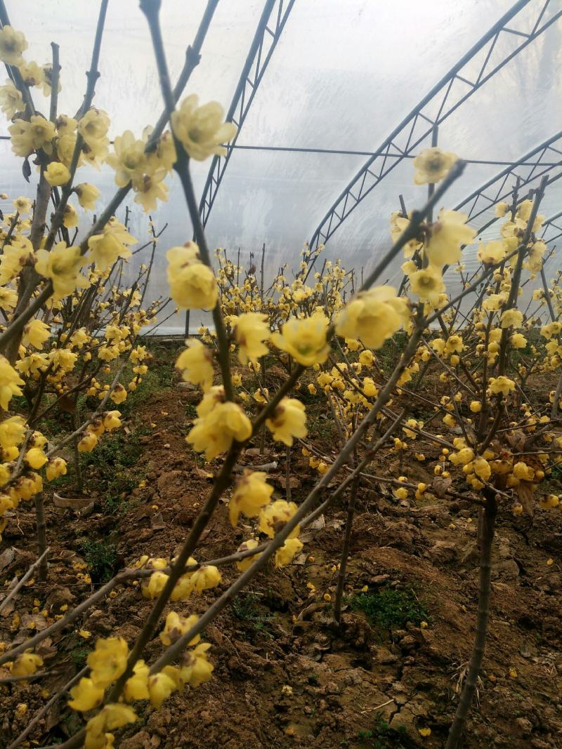 罄口素心蜡梅苗20~30cm嫁接