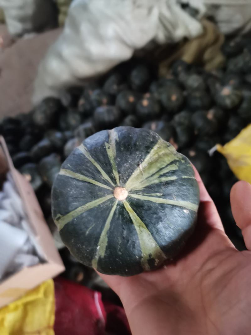 板栗南瓜一件代发