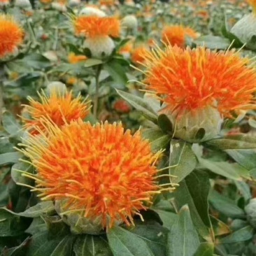 全国包邮清水红花，老百姓自己的产品颜色