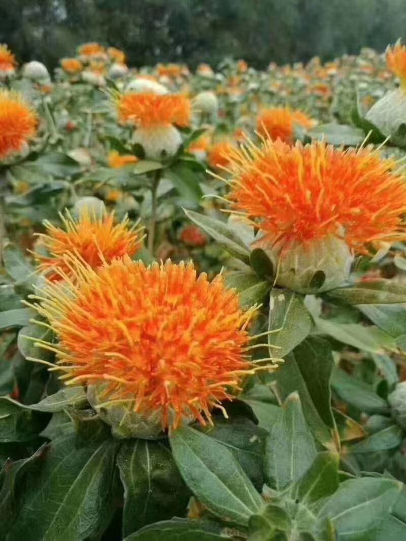 全国包邮清水红花，老百姓自己的产品颜色
