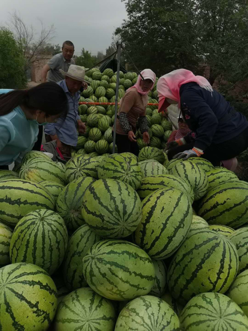 西瓜金花1号