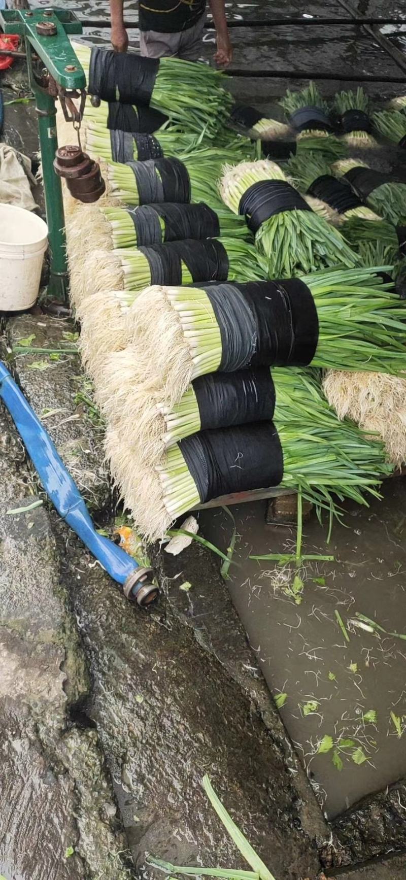 浙江省杭州市萧山区本地优质蒜苗大量上市中