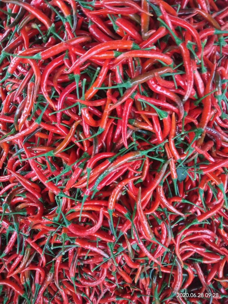 小米椒，鲜辣椒产地现发承接商超批发，质量保证