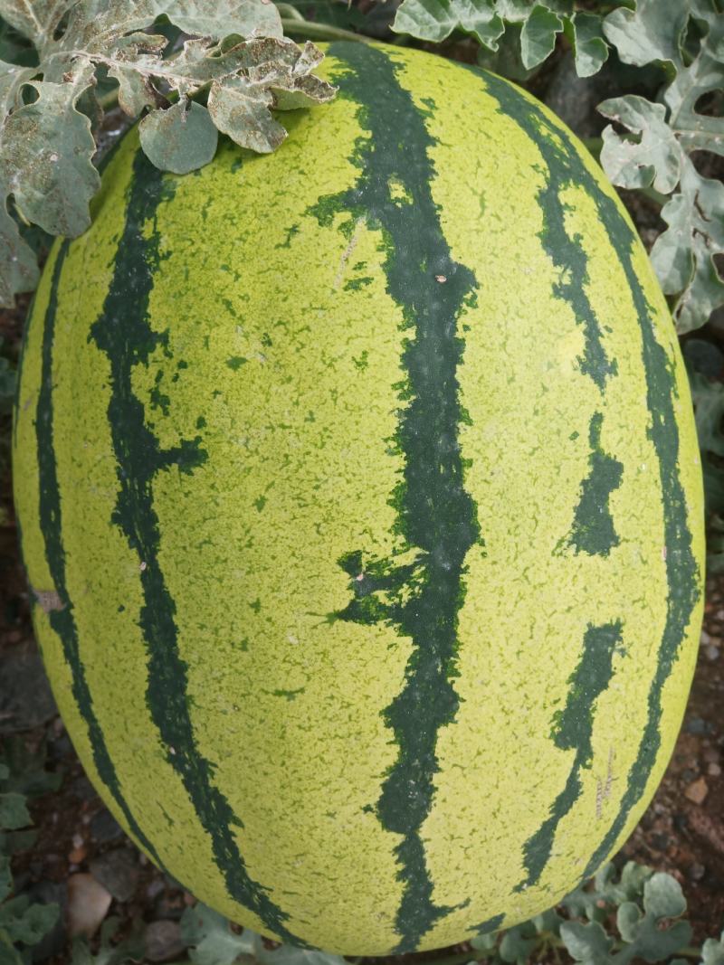 金花西瓜