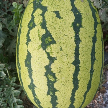 金花西瓜