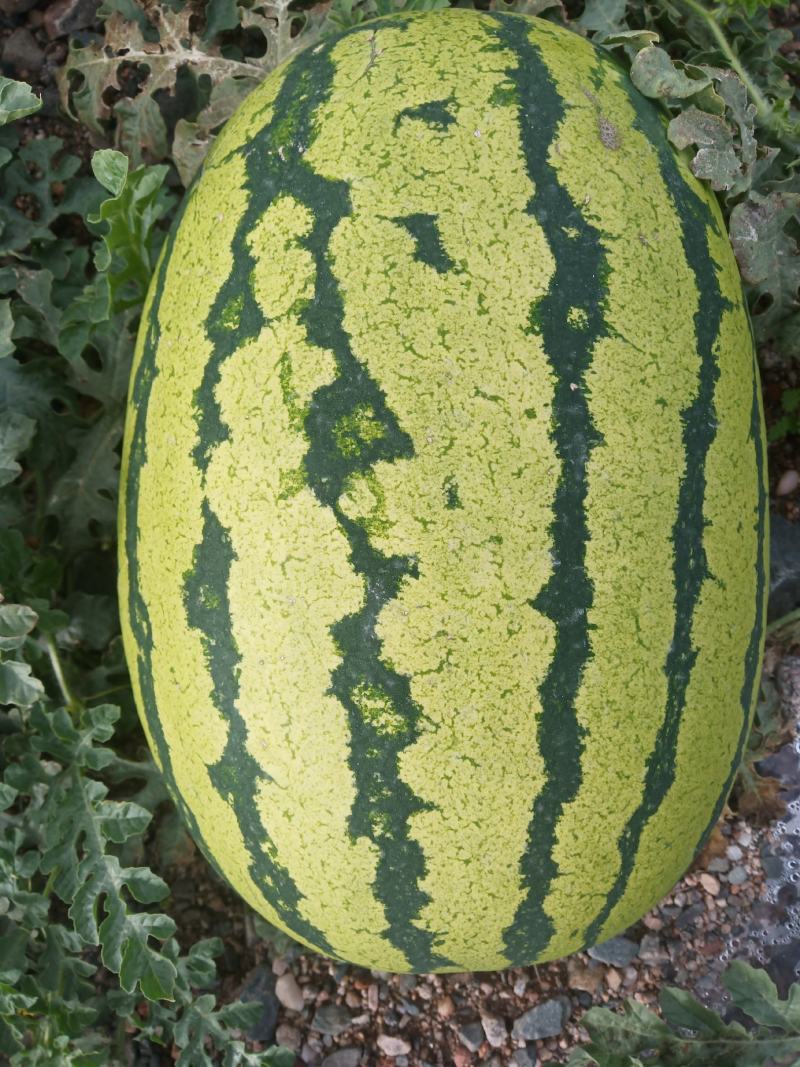 金花西瓜