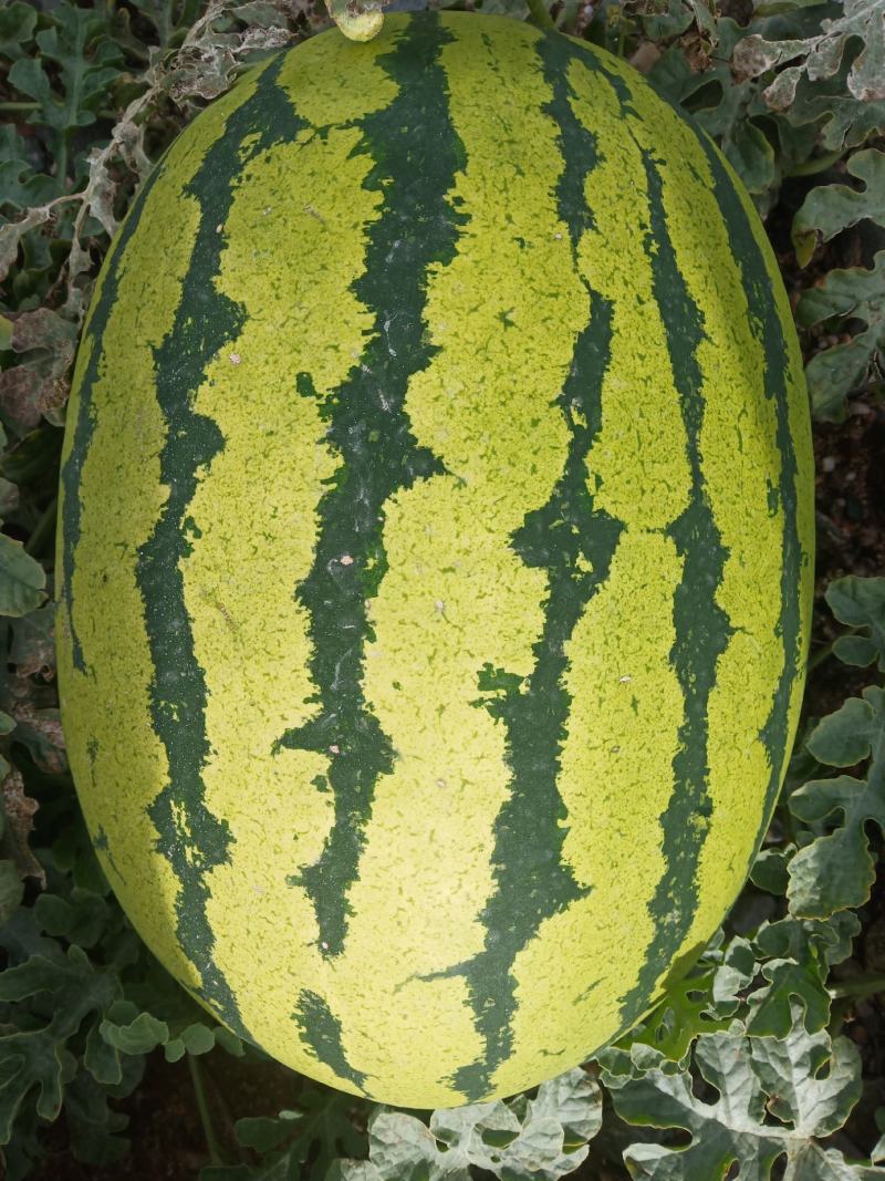 金花西瓜