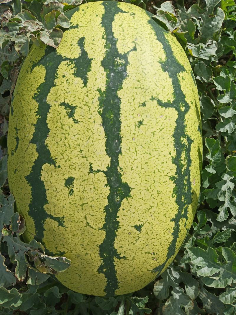 金花西瓜