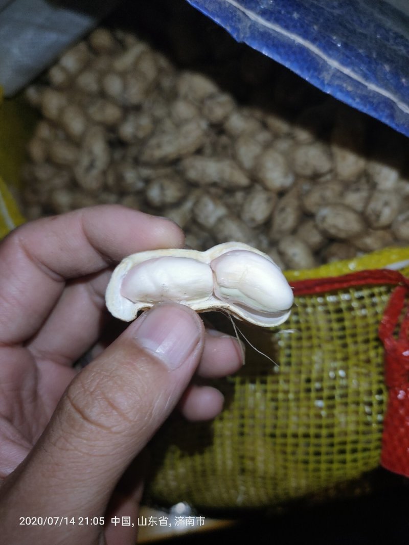 鲜花生，颗粒饱满，欢迎采购