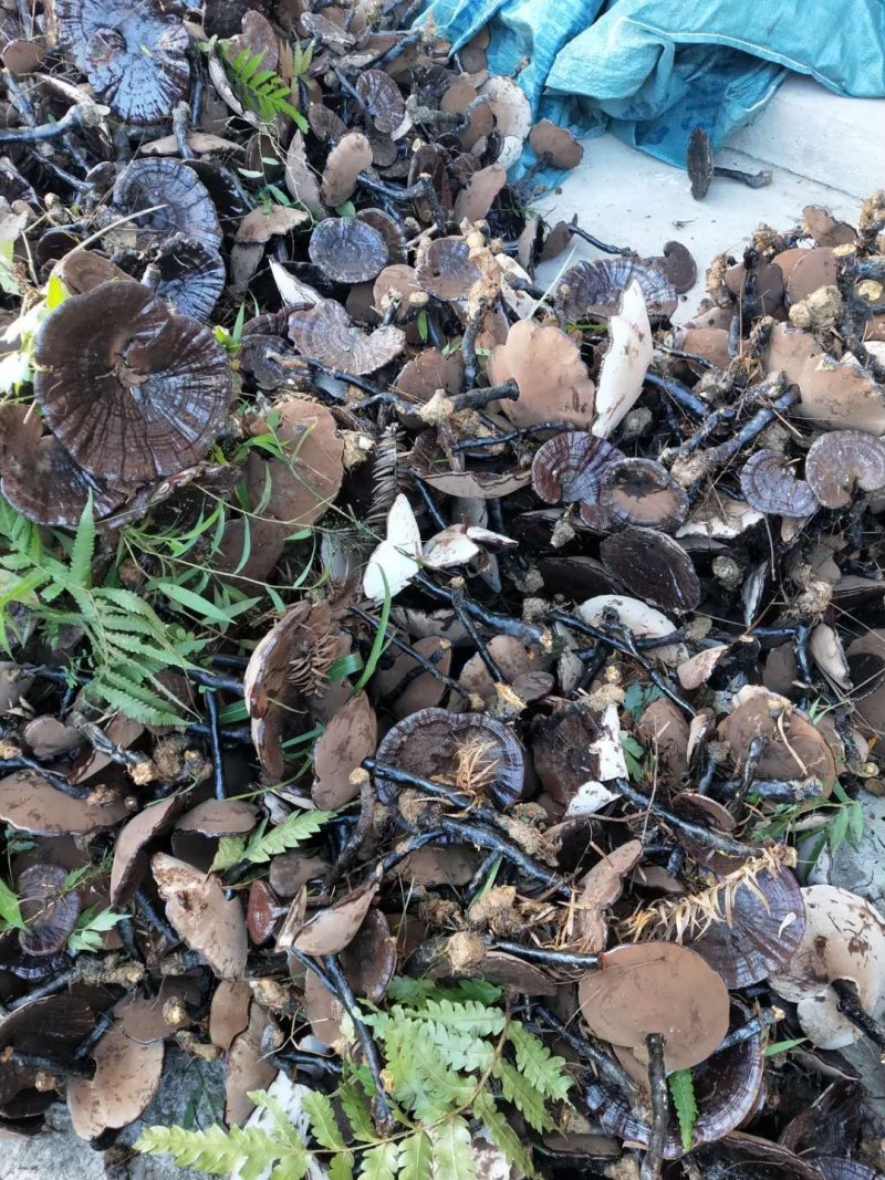 野生紫灵芝，广西原生态林下野生灵芝第二代可线上支付