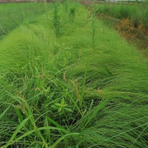画梅草苗今早基地实图视频，画眉草成都基地货源