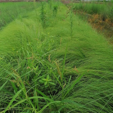 画梅草苗今早基地实图视频，画眉草成都基地货源