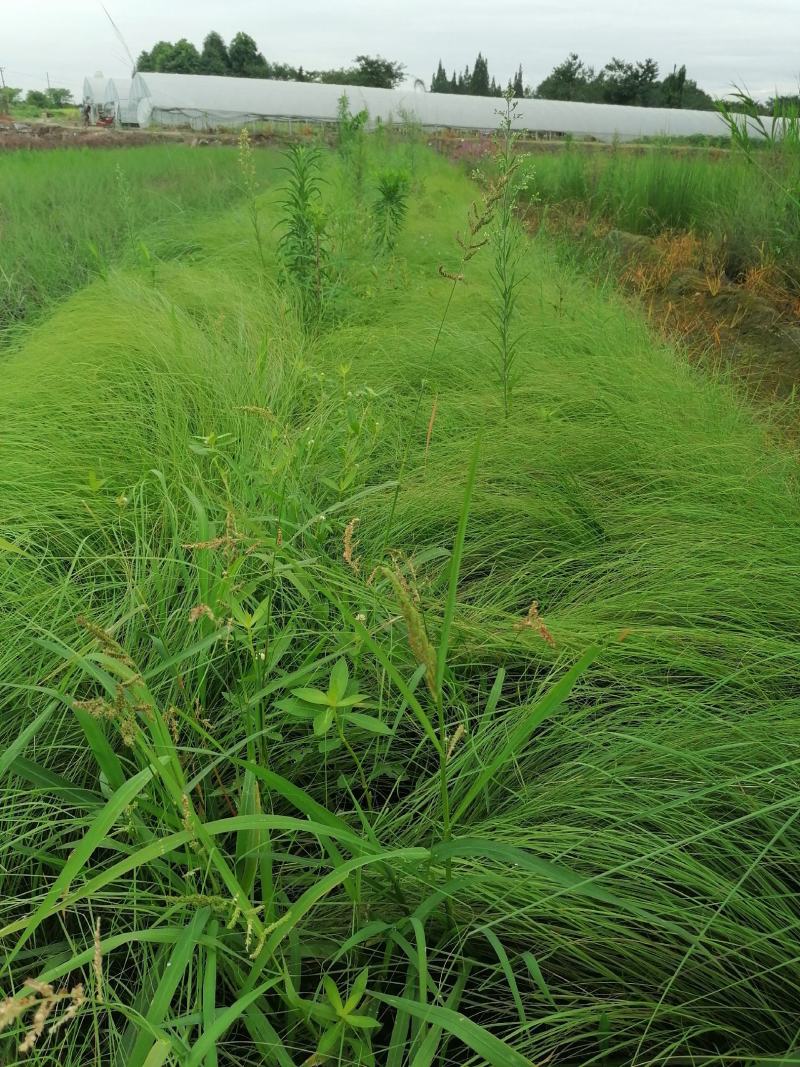 画梅草苗今早基地实图视频，画眉草成都基地货源
