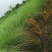 画梅草苗今早基地实图视频，画眉草成都基地货源