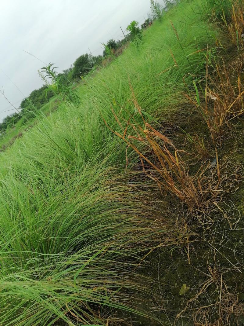 画梅草苗今早基地实图视频，画眉草成都基地货源